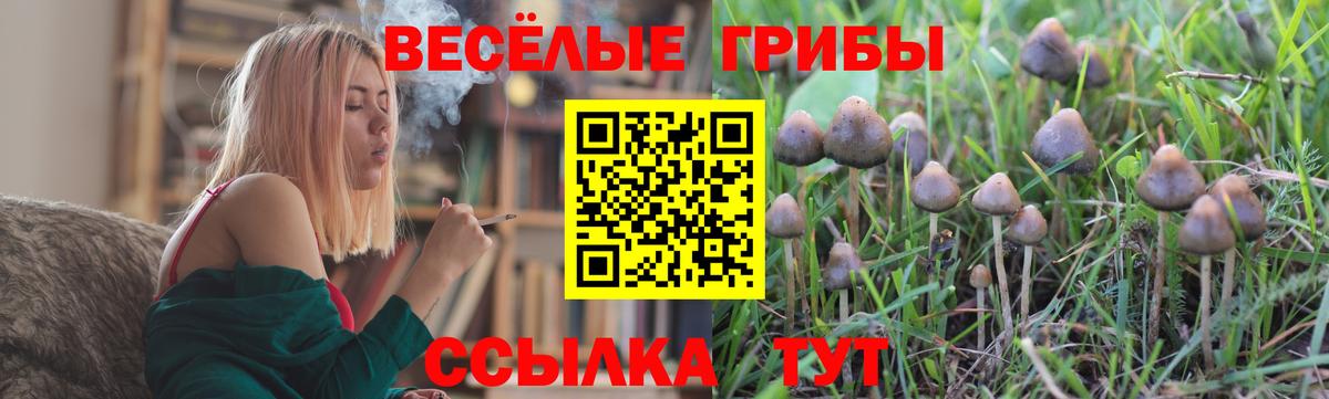 Псилоцибиновые грибы прущие грибы Курчалой